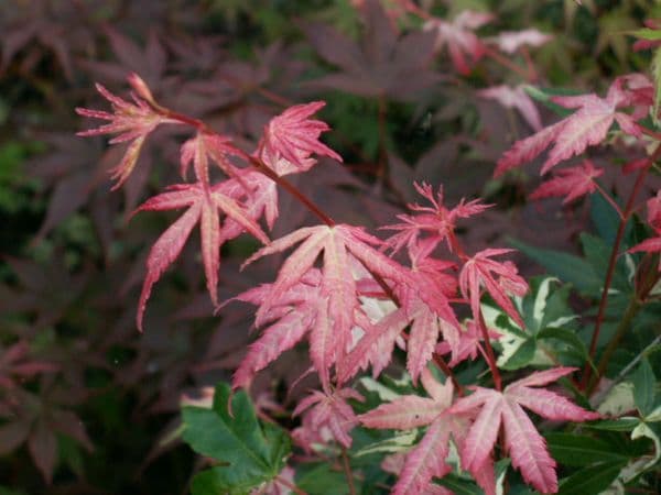 Acer palmatum 'Oridono-nishiki'