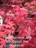Acer palmatum 'Osakasuki'