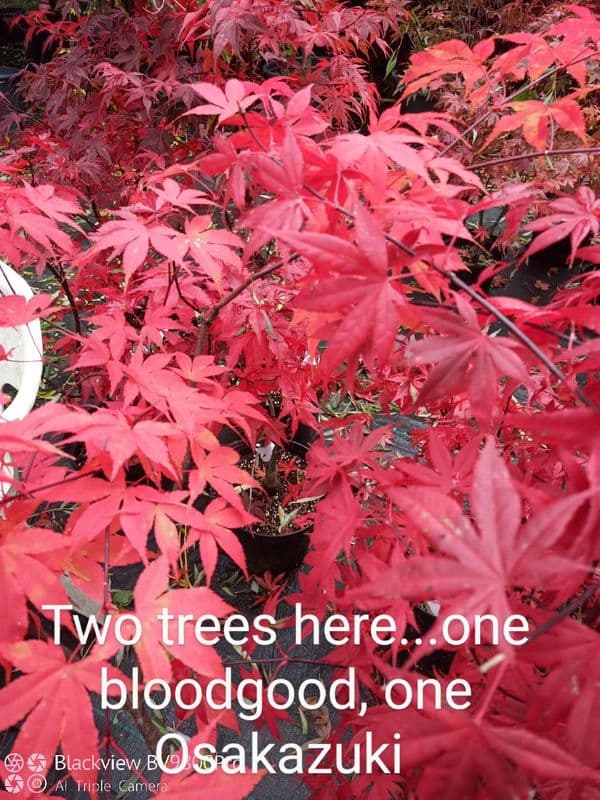 Acer palmatum 'Osakasuki'