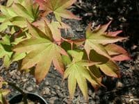 Acer palmatum 'Osakazuki'