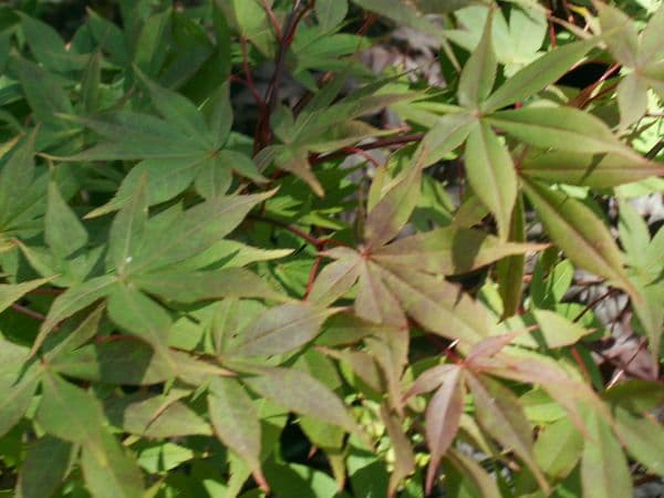 Acer palmatum 'Osakazuki'