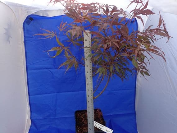 Acer palmatum 'Peve dave'