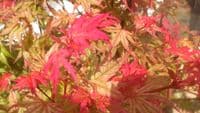 Acer palmatum 'Phoenix'