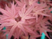 Acer palmatum 'Phoenix'