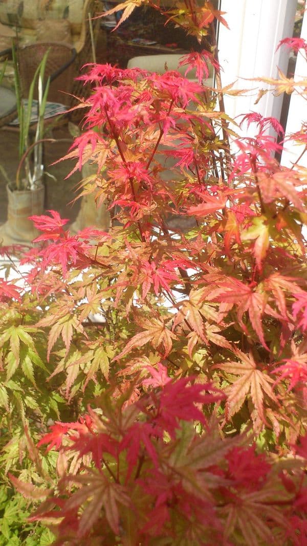 Acer palmatum 'Phoenix'