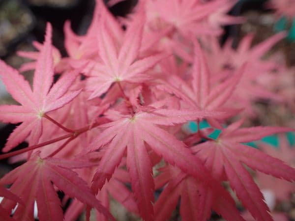 Acer palmatum 'Phoenix'