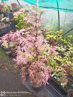 Acer palmatum  Pink passion