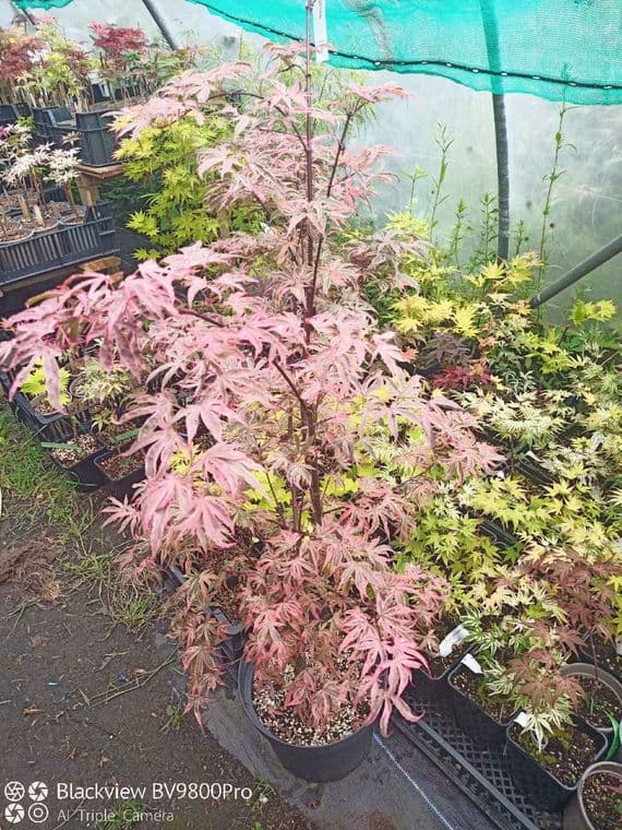 Acer palmatum  Pink passion