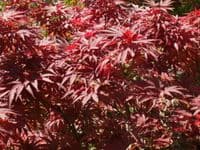 Acer palmatum 'Pixie'