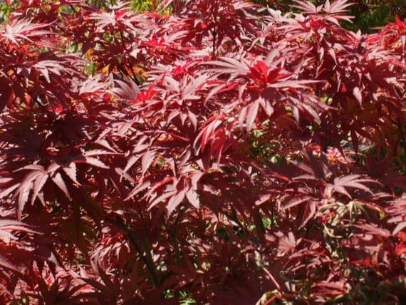 Acer palmatum 'Pixie'