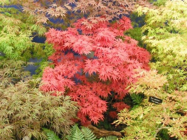 Acer palmatum 'Pixie'