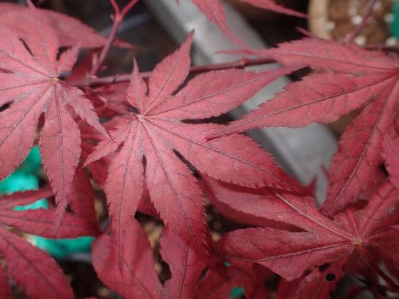 Acer palmatum 'Purple ghost'