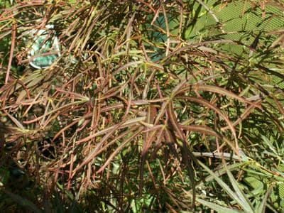 Acer palmatum 'Red pygmy'