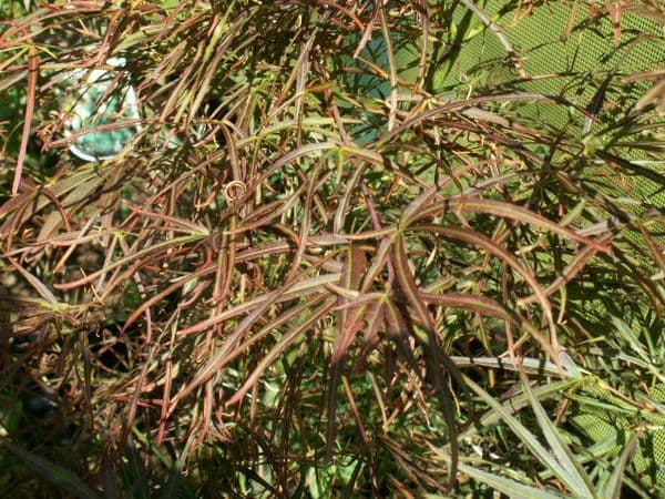 Acer palmatum 'Red pygmy'