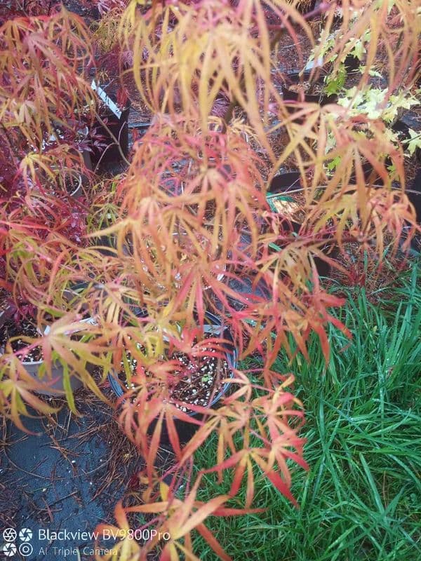 Acer palmatum 'Red pygmy'