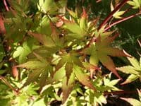 Acer palmatum 'Sango kaku' (senkaki)