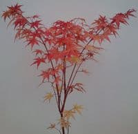Acer palmatum 'Sango kaku' (senkaki)
