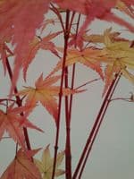 Acer palmatum 'Sango kaku' (senkaki)