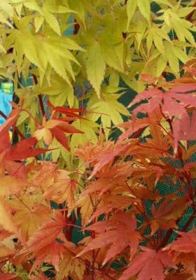 Acer palmatum 'Sango kaku' (senkaki)