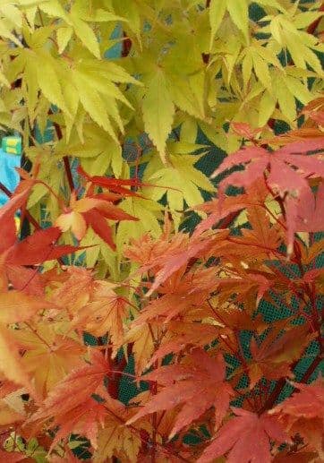 Acer palmatum 'Sango kaku' (senkaki)