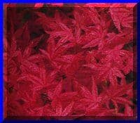 Acer palmatum 'Shin-deshojo'