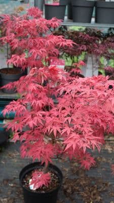 Acer palmatum Shiraz