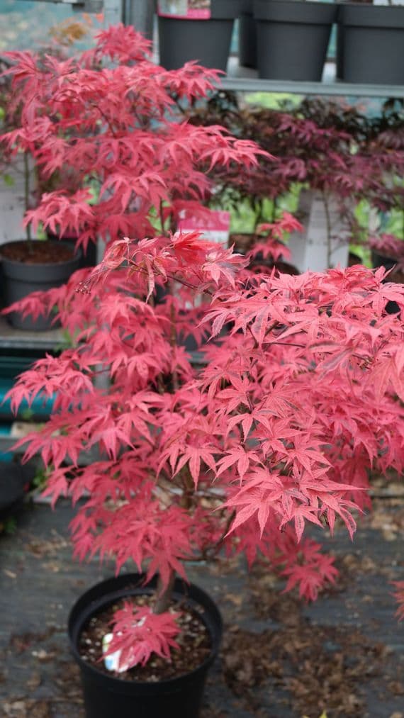 Acer palmatum Shiraz