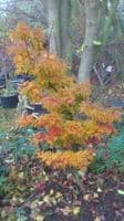 Acer palmatum 'Shishigashira' 1