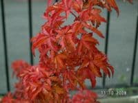 Acer palmatum 'Shishigashira' 2