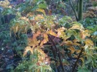 Acer palmatum 'Shishigashira' 2