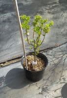 Acer palmatum 'Shishigashira' 2