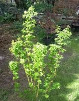 Acer palmatum 'Shishigashira' 3