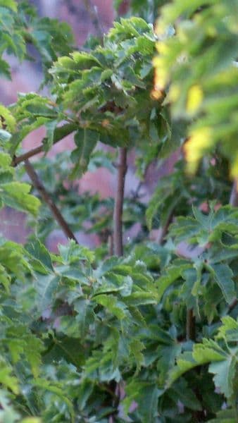 Acer palmatum 'Shishigashira' 3