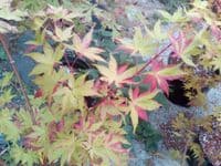 Acer palmatum 'Summer gold'