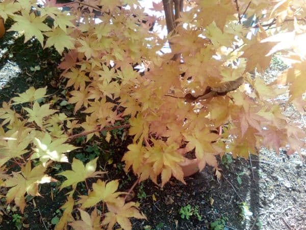 Acer palmatum 'Summer gold'