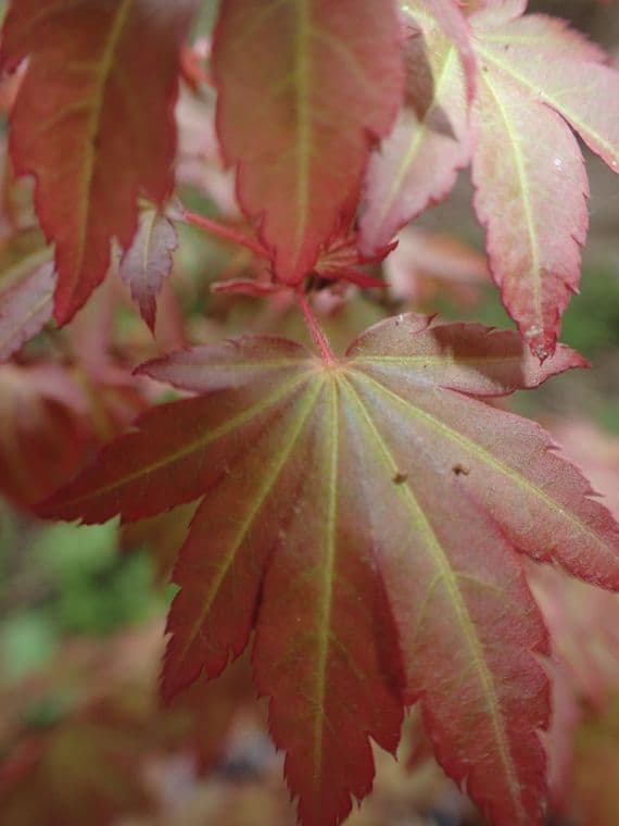 Acer palmatum 'Tess'