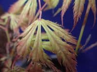Acer palmatum 'Tiger rose'