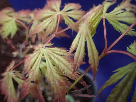 Acer palmatum 'Tiger rose'