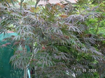 Acer palmatum 'Trompenburg'