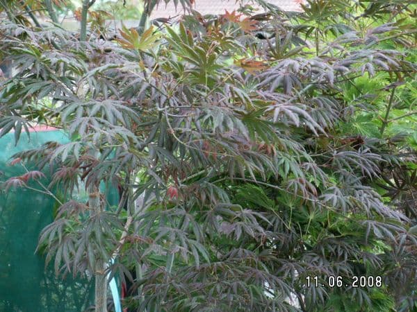 Acer palmatum 'Trompenburg'