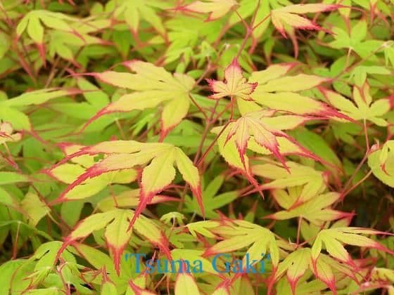 Acer palmatum 'Tsuma gaki'