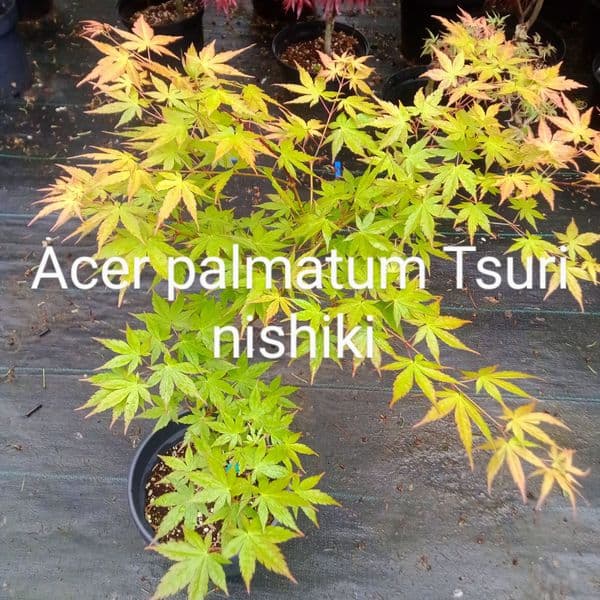 Acer palmatum 'Tsuri-nishiki'