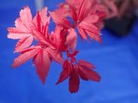 Acer palmatum 'Twombleys red sentinal'