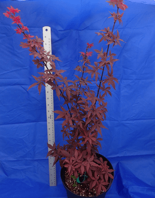Acer palmatum 'Twombleys red sentinal'