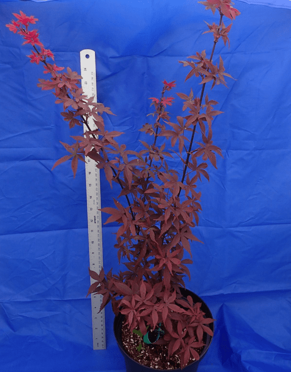 Acer palmatum 'Twombleys red sentinal'