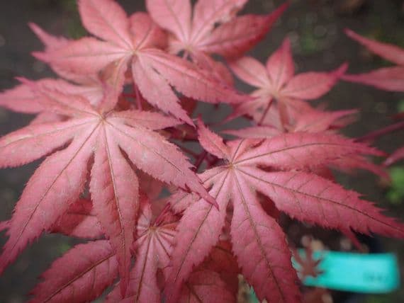 Acer palmatum 'Uncle ghost'