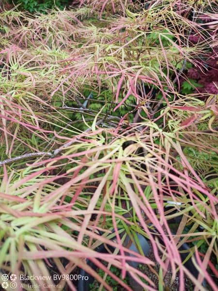 Acer palmatum 'Villa taranto'