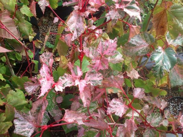 Acer 'Red flamingo'