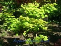 Acer Shirasawanum 'Aureum'
