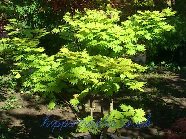 Acer Shirasawanum 'Aureum'
